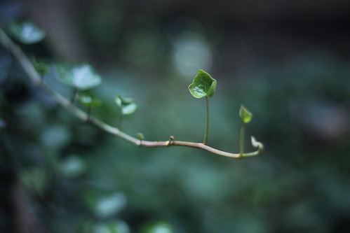 Simplicity | by Victoria ☾
