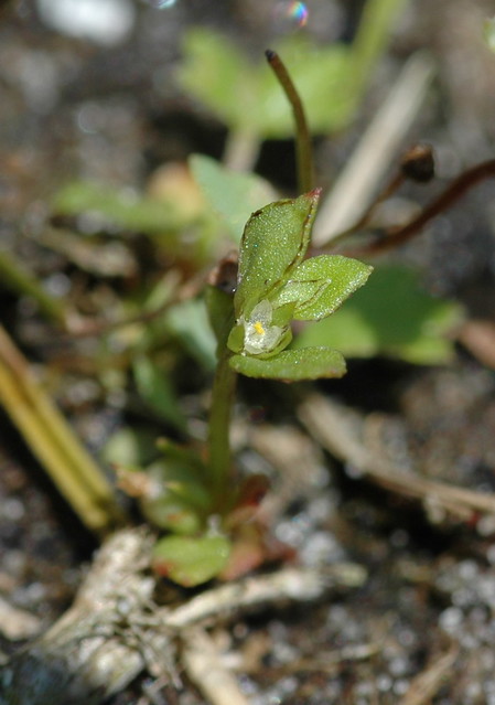 Centunculus minimus (Chaffweed / Dwergbloem)