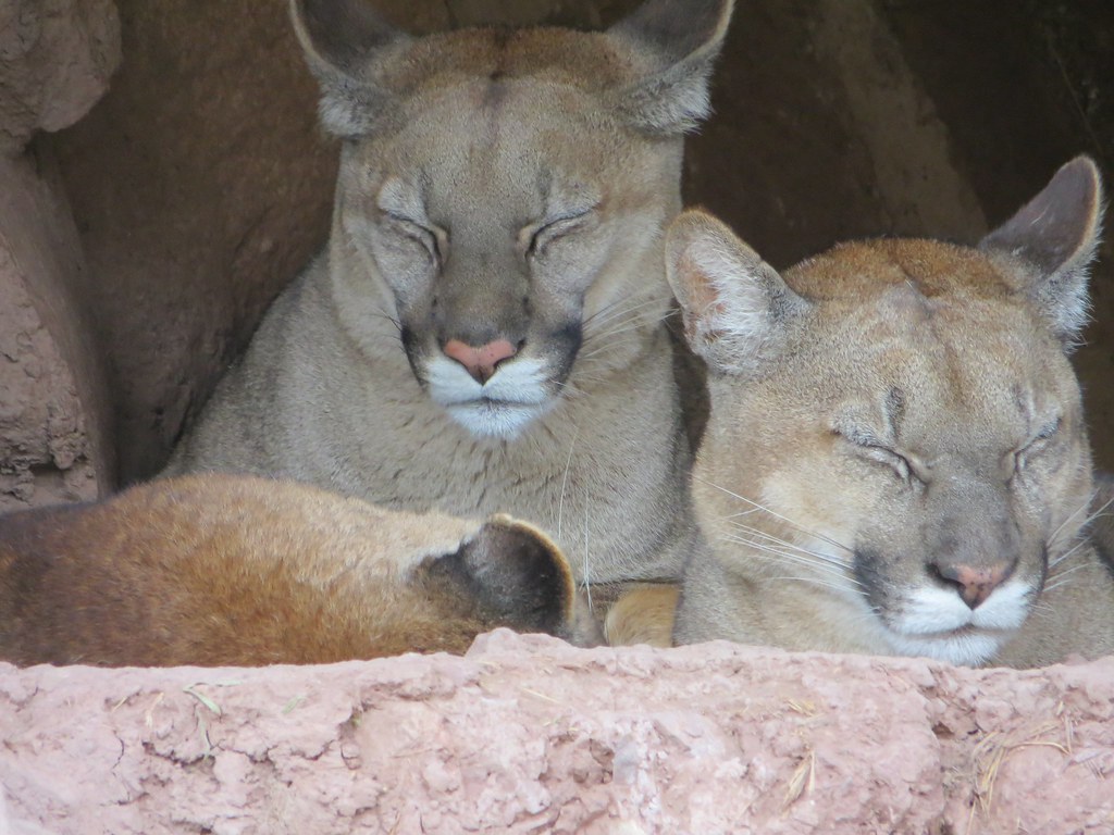 Cusco Peru 002 Sanctuary Puma | Cochahuasi Animal Sanctuary | Flickr