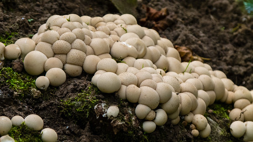 Cluster of puffballs