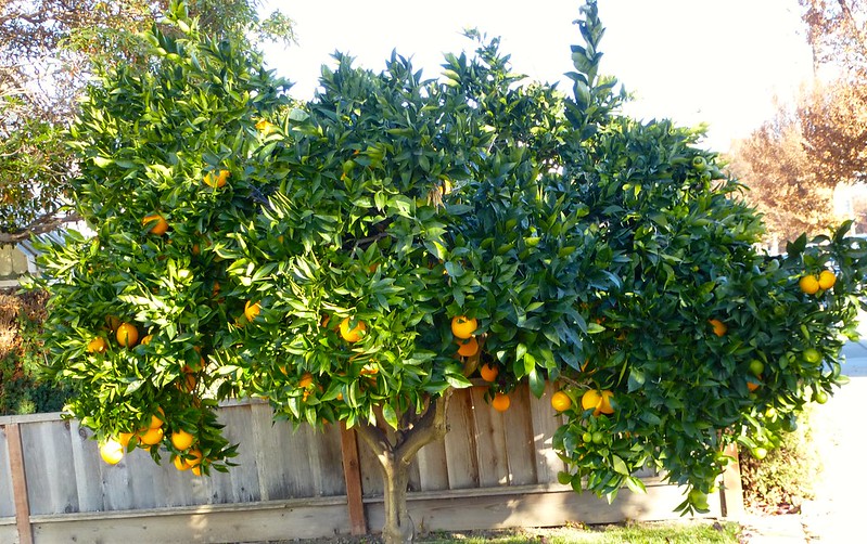 Orange tree, Sunnyvale, CA