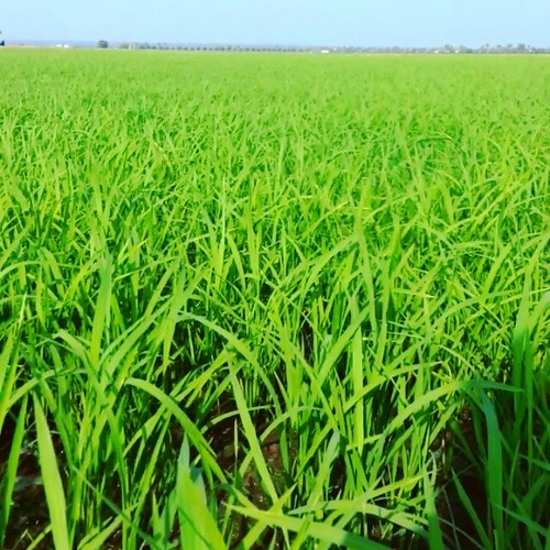 #trip #kuala #selangor #sekinchan #paddy #field #green #natural #instavideo #instaplace #instanatural #like #follow | by panda_jun