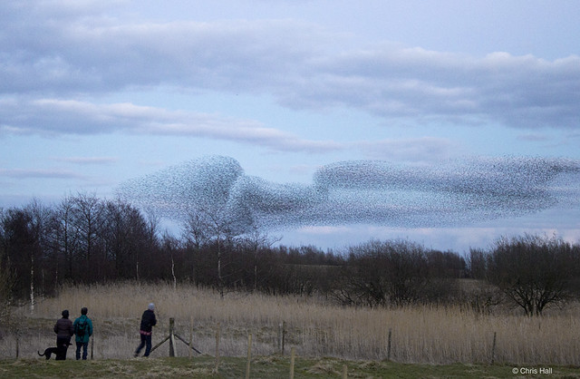 Watching The Starlings