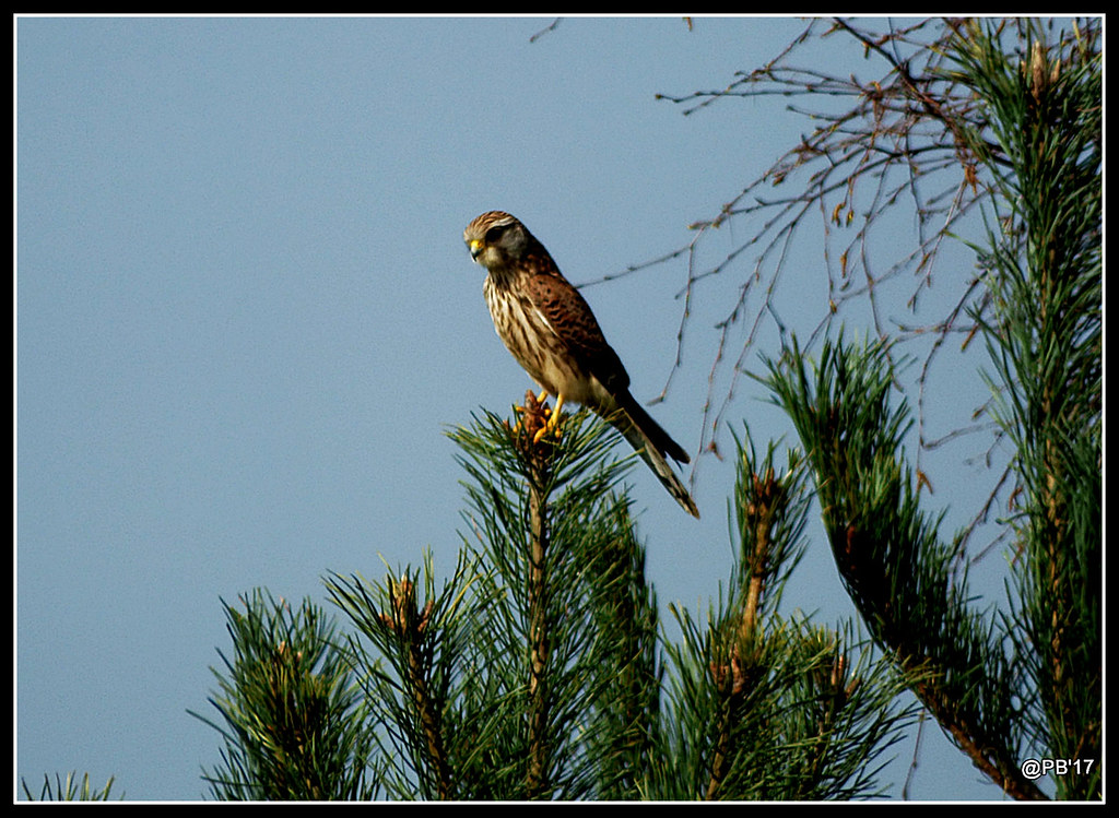 Falcon Kestrel