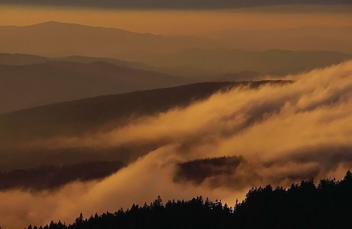 wald forest nebel fog bavarianforest bayerischer mist