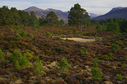 uk scotland highlands abernethy forest scots pine pinus sylvestris young old landscape cairngorms cairngorm bynack more beinn mheadhoin mountains view spring 2017 april heather sony a7