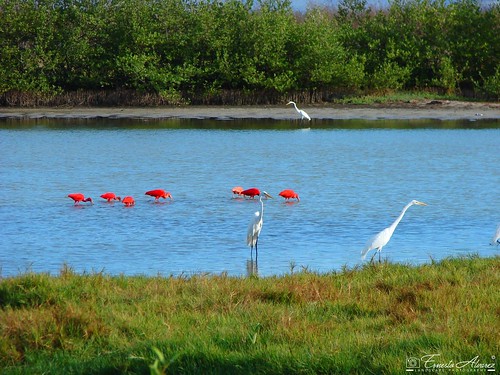 venezuela garza laguna wildlife anzoategui bird lagoon corocora