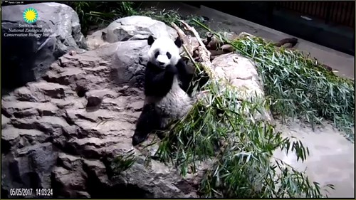 Baby boo bear. 🐼❤️ Attribution: Smithsonian's National Zoo | by helenwoo555