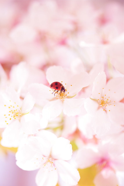 Cherry Blossom Explorer