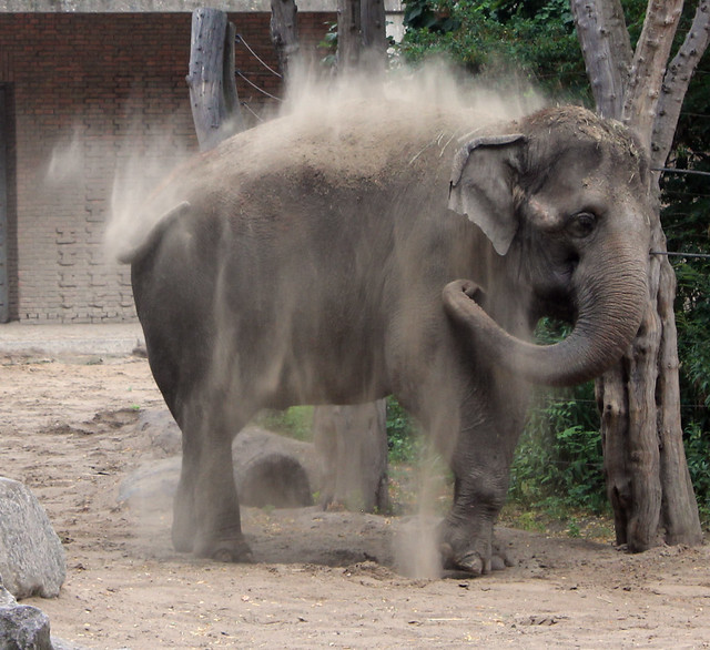 Elephant's dustbath.