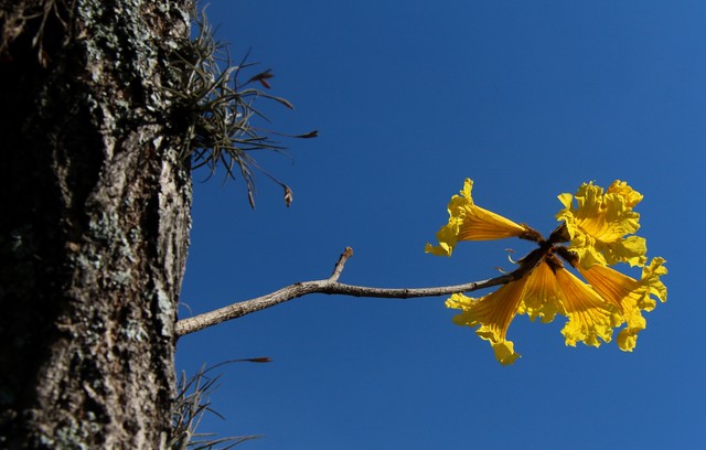 flor de ipê amarelo e tillandsia recurvata