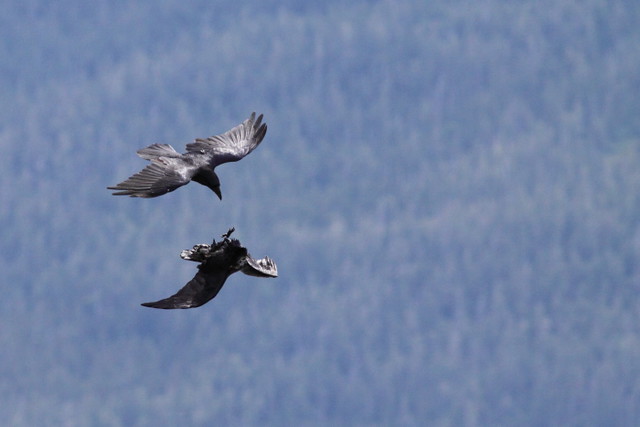 Common Ravens, Juneau, AK