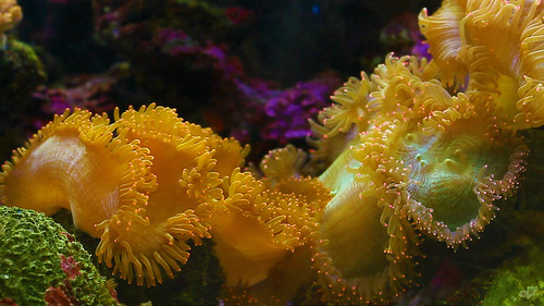 YellowAnemoneVideo_EN-GB12378170981_1920x1200 | by Zero_MSN