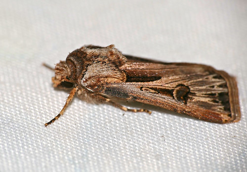 bhubesi hlane swaziland moth agrotisipsilon noctuidae taxonomy:binomial=agrotisipsilon ipsilondartmoth