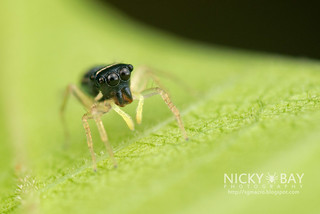 Jumping Spider (Phintella sp.) - DSC_9678