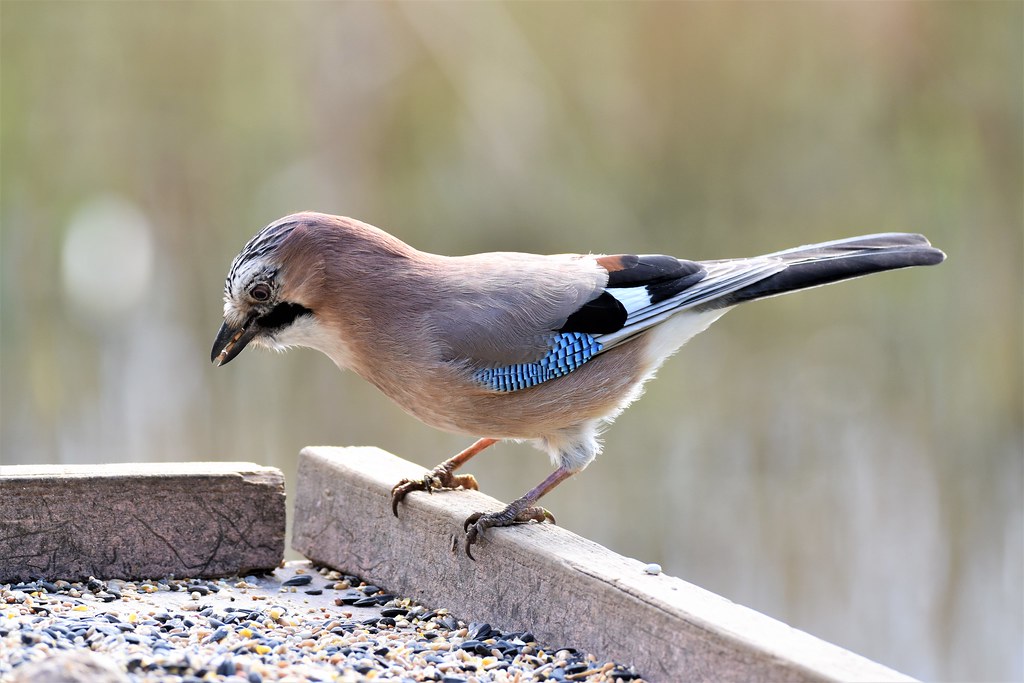 Hungry Jay at Potteric Carr
