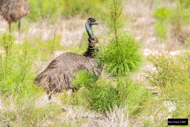 Emu (Dromaius novaehollandiae novaehollandiae)