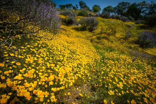 sr120 california californiapoppy knightsferry knightsferryrecreationarea wildflowers ca usa sonydslta99 sony1635mmf28 spring