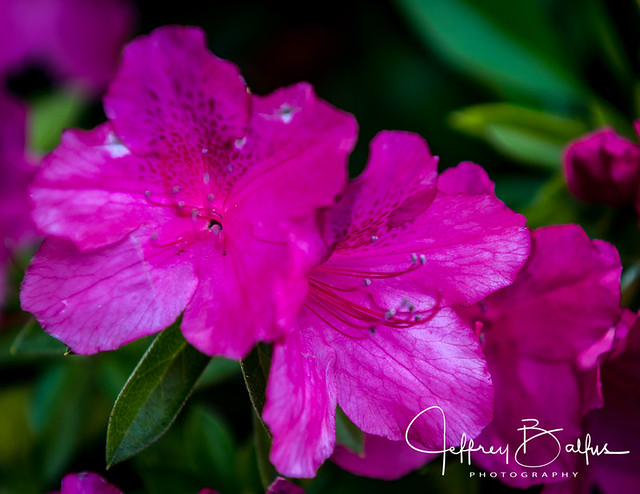 Flower with Sony A7R2