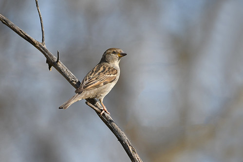 bird sparrow nikon d500 nikkor 200500mm nature wildlife backyard