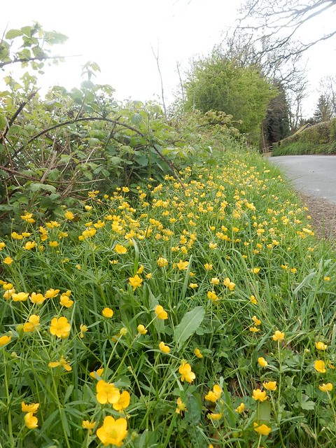 Buttercups Whyteleafe to Woldingham