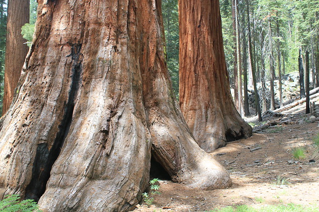 Sequoia Pods