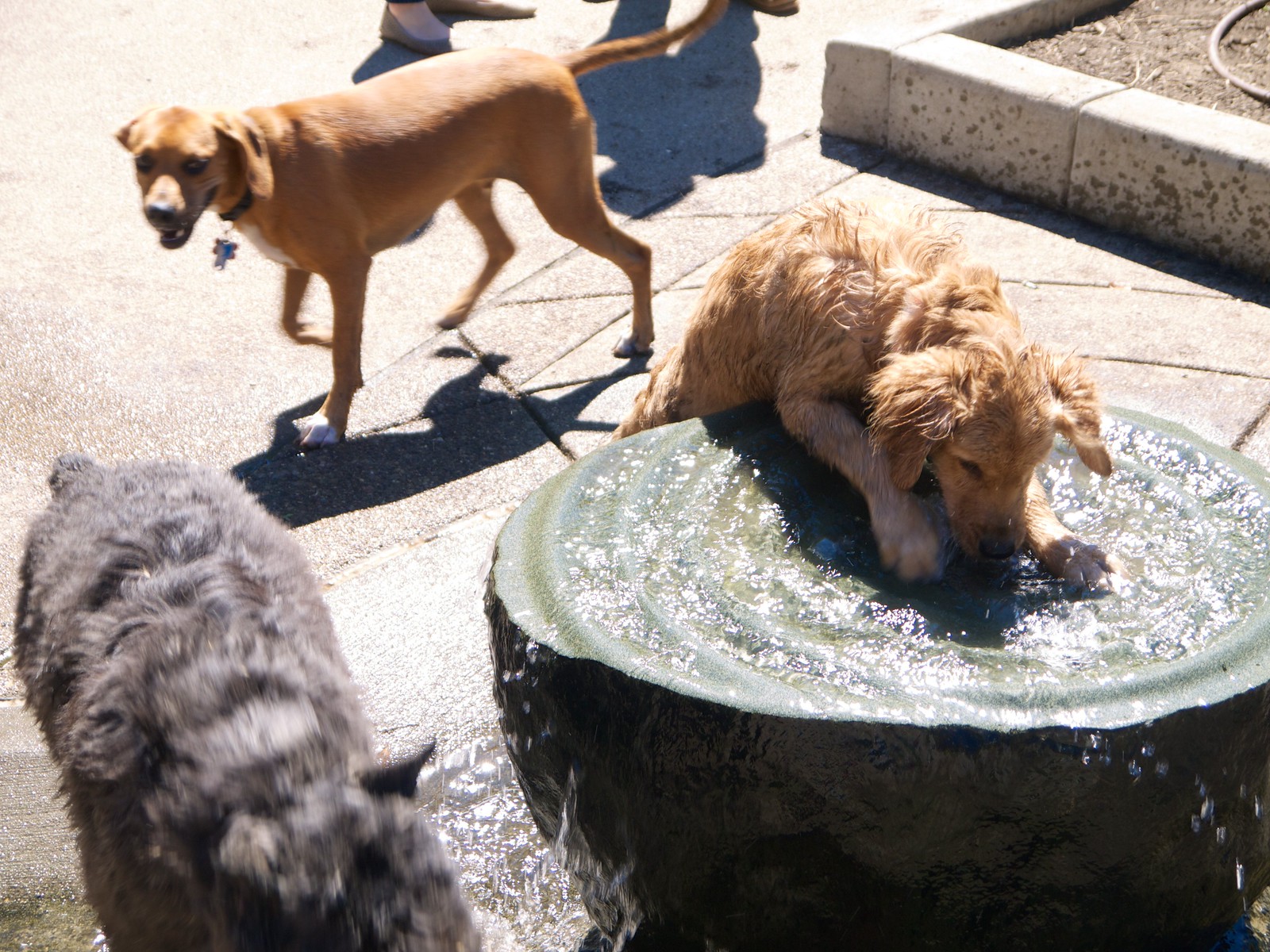 Washington Dog Park