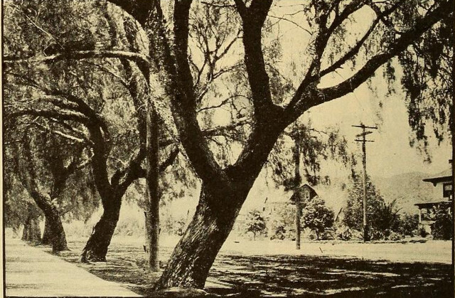 Hollywood History - Holllywood Boulevard in 1901 bordered by pepper trees