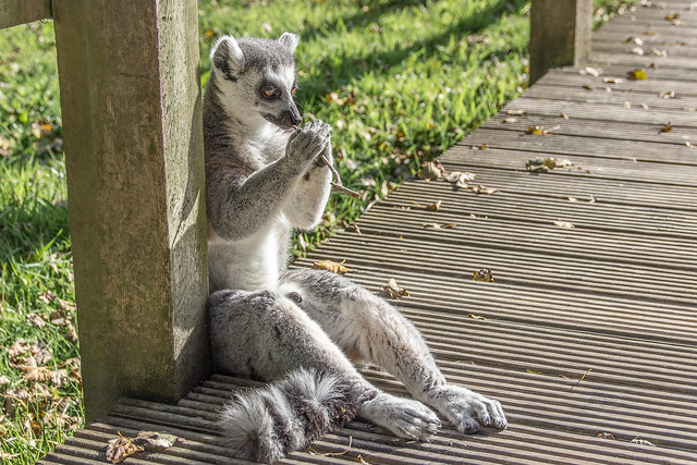 Ring Tailed Lemur. Blackpool Zoo