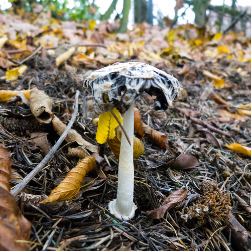 Black and white inkcap