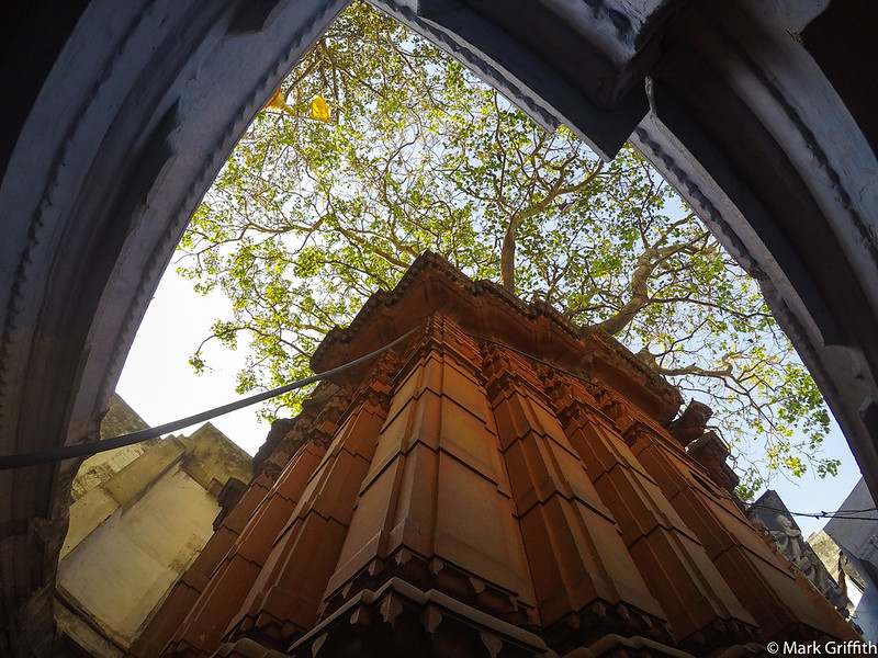 From this Temple A Tree Grew