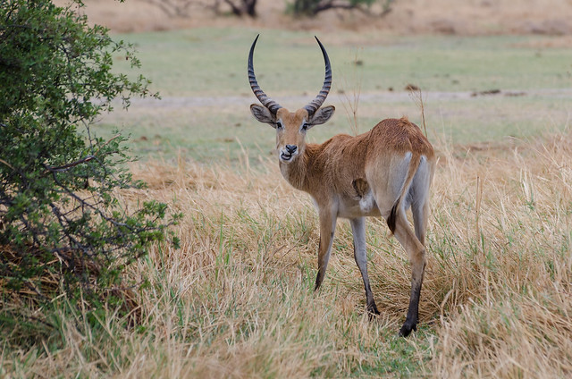 Rote Letschwe Antilope / Red Lechwe Antelope
