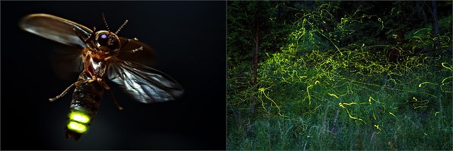 European firefly - Phausis = Lamprohiza splendidula male in flight and 