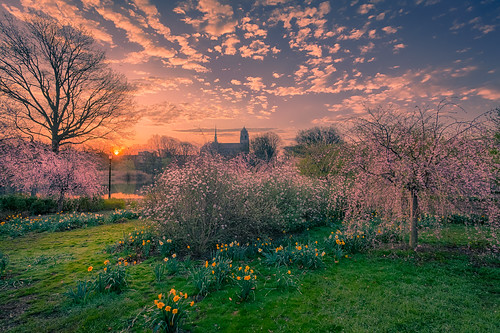 daffodils blossom spring morning sunrise dawn lawn