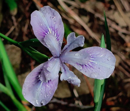 J20170420-0041—Iris thompsonii—RPBG—DxO