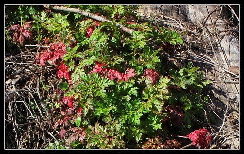 Geranium robertianum - herbe à Robert 34030225831_02698fe39d
