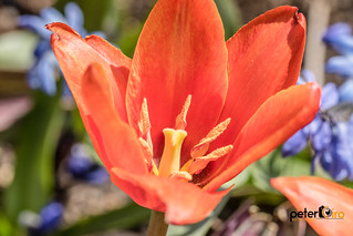 Tulips in Bloom at Chicago Botanic Garden