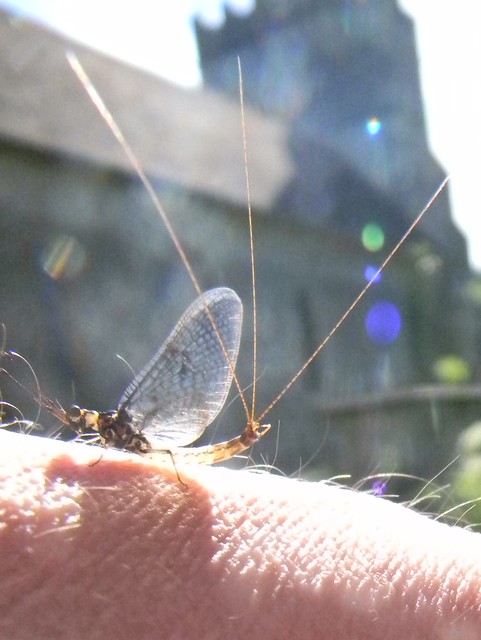 Mayfly, Cookham church There were plenty of these wafting up from the Thames Gerrards Cross to Cookham