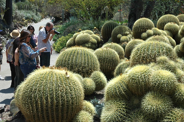Golden Barrel Cactus Garden