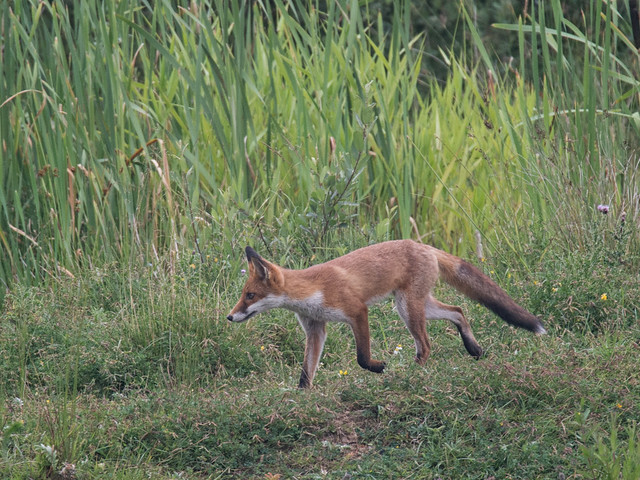 Fox exploring_2