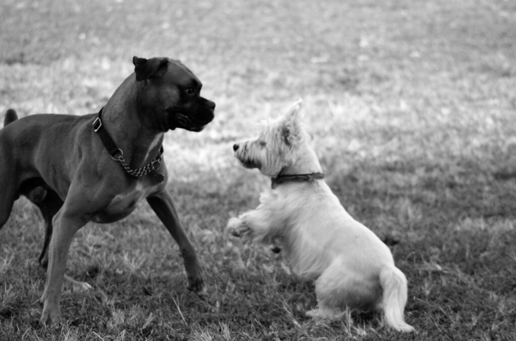 Westie Terrier versus Boxer 9