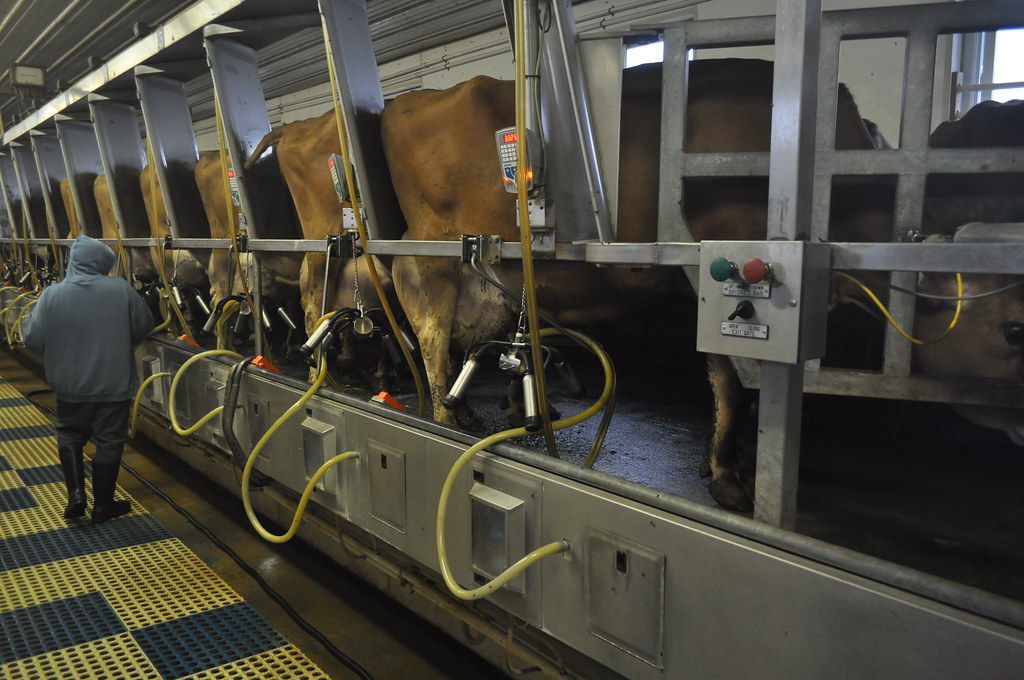 Milking Operation | If used, credit must be given to the Uni… | Flickr