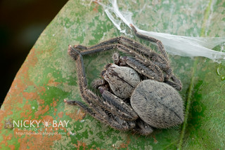 Huntsman Spider (Gnathopalystes sp.) - ESC_0158