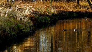 Golden Pond / Goldener Teich