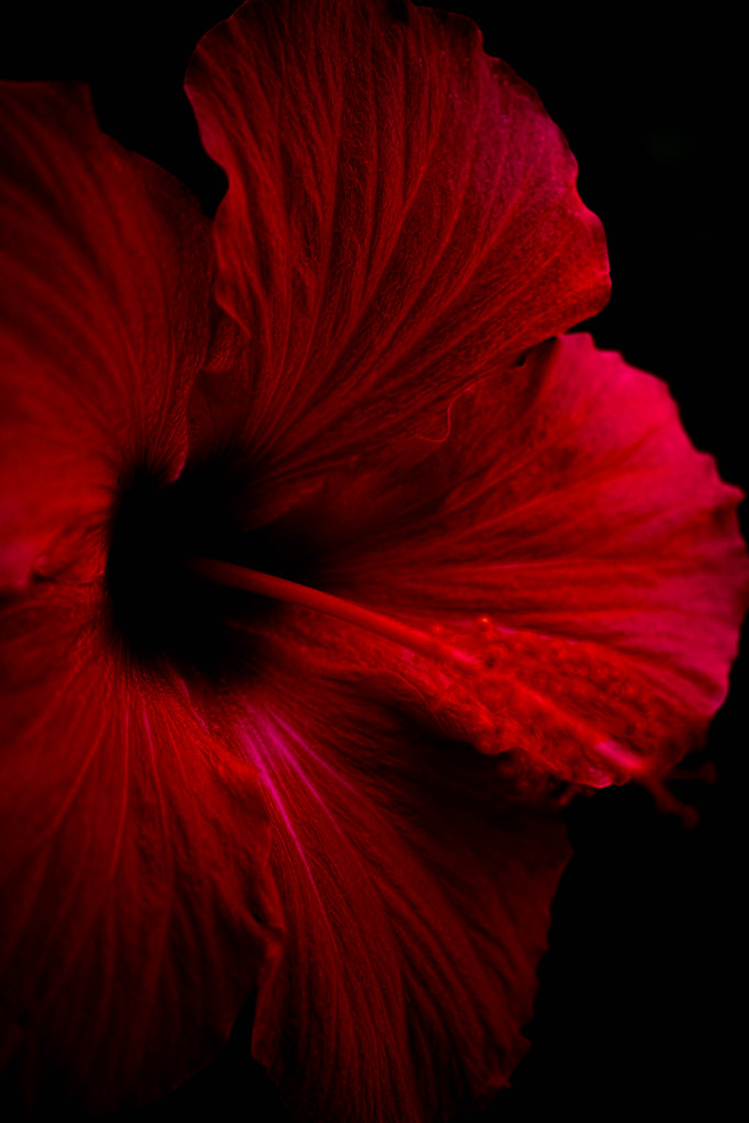 紅い悪魔 Red Devil Smoking Room Flickr