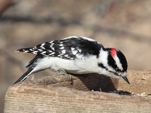 bird downywoodpecker whitby ontario canada woodpecker cranberrymarsh dryobatespubescens bestbird