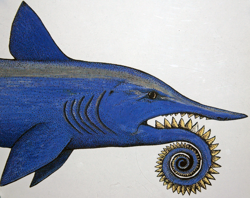 Helicoprion fossil shark reconstruction 3.