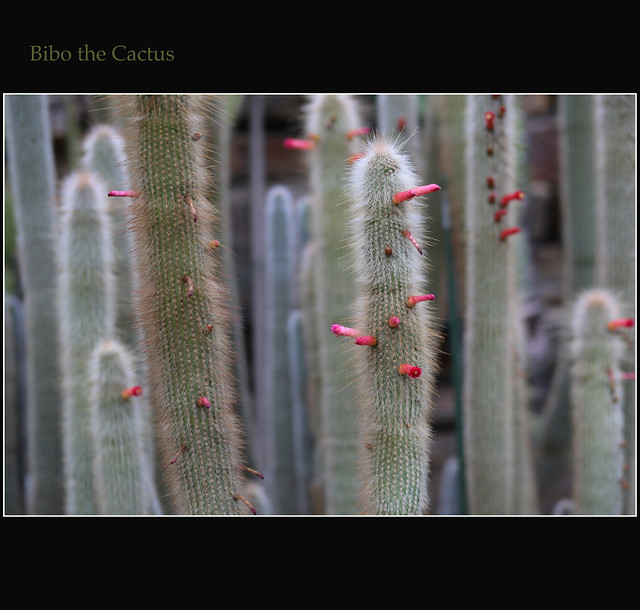 2013 05 18 Bibo the Cactus at Botanical Garden Berlin