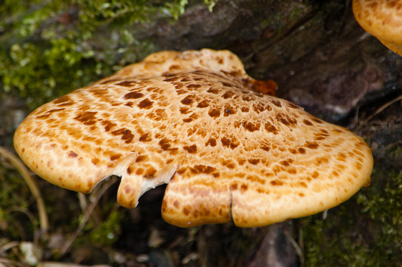 Dryad's saddle, Himley Hall