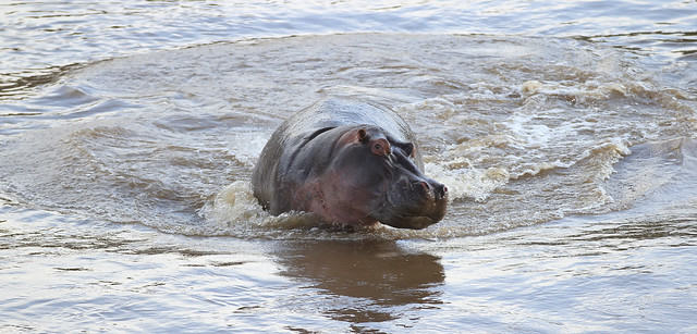A skeptical hippo - Maasai Mara, Kenya, 2012